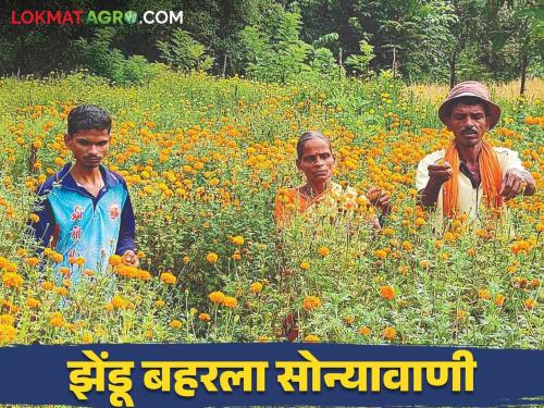 Youth Farmer Success Story : A successful experiment of organic marigold flower farming by a young farmer with an agriculture degree | Youth Farmer Success Story : कृषी पदवीधारक युवा शेतकऱ्याचा सेंद्रीय झेंडू फुलशेतीचा यशस्वी प्रयोग