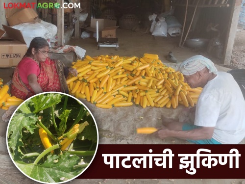 Abhijit Patil farmer from biur village made a big splash in foreign zucchini farming | बिऊरच्या अभिजित पाटलांची कमाल परदेशी झुकिनी शेतीत केली धमाल