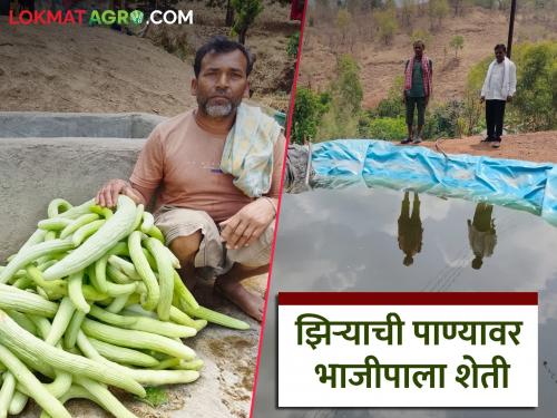 Latest News Vegetable Farming Nandurbar farmers experimented with vegetable farming on lake water | Vegetable Farming : जिथं पाणी नव्हतं तिथं पाणी आणलं, भाजीपाला शेतीसाठी शेतकऱ्याचा जुगाड