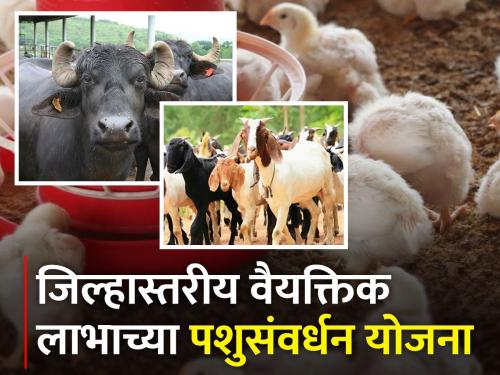 Common farmers will also get the benefit of animal husbandry schemes | सर्वसाधारण शेतकऱ्यांसाठीही मिळणार पशुसंवर्धन योजनांचा लाभ