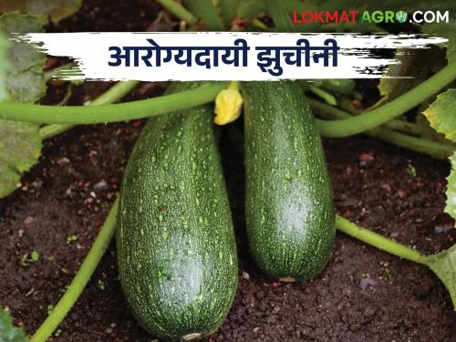 Nutrients and processed foods of healthy Zucchini | Zucchini आरोग्यदायी झुचीनीचे पौष्टिक घटक व प्रक्रियायुक्त पदार्थ