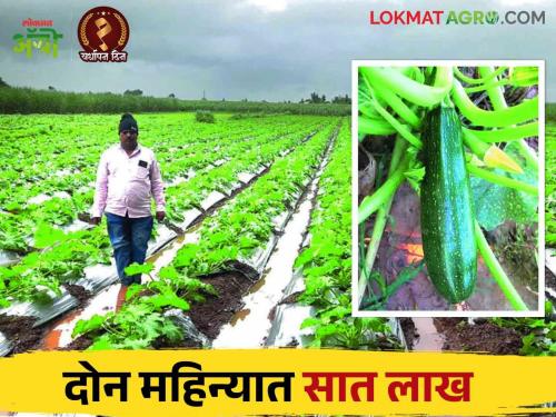 Farmer Success Story: Jagannatrao achieved a record production of ten tons one and a half acre in zucchini crop | Farmer Success Story: जगन्नाथरावांनी झुकिनी पिकात केली कमाल दीड एकरात दहा टनाचे विक्रमी उत्पादन