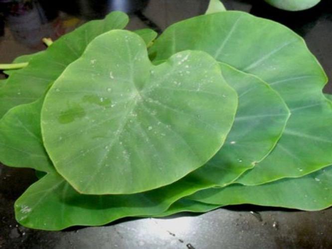अळूची भाजी-वडी खाल्ली की घशात खवखव? ७ टिप्स- श्रावणात भरपूर खा अळूचे पदार्थ...