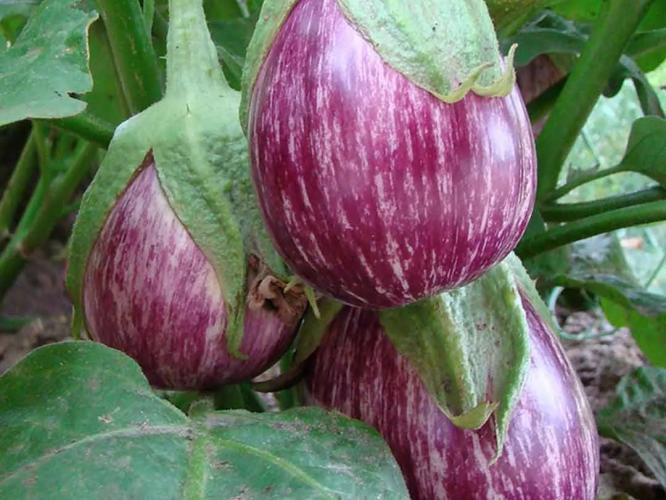 खरंच वांगी खाल्ल्यानं किडनी स्टोनचा धोका वाढतो? जाणून घ्या काय आहे फॅक्ट... खरंच वांगी खाल्ल्यानं किडनी स्टोनचा धोका वाढतो? जाणून घ्या काय आहे फॅक्ट...