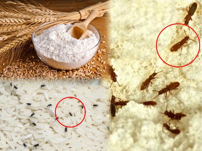 डाळ-तांदळात अळ्या झाल्या? ५ सोपे उपाय, धान्याला कधीच कीड लागणार नाही, अळ्याही होणार नाहीत