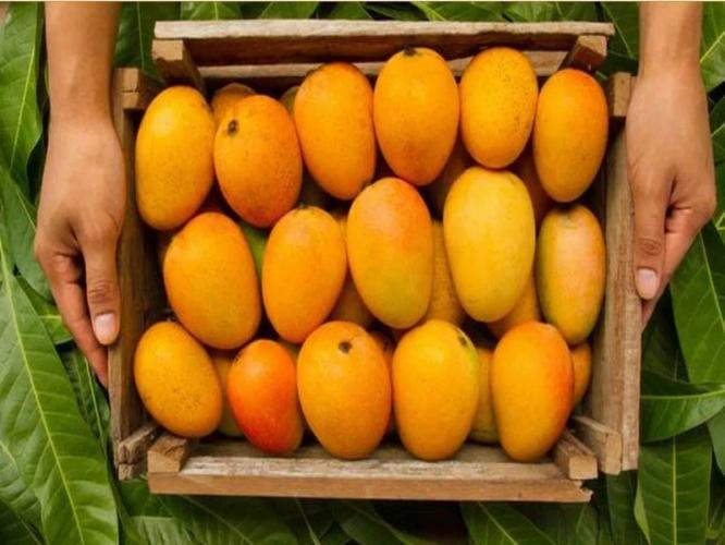पेटीतले आंबे भराभर पिकायला लागले? चटकन ५ पदार्थ करा - टिकतील बरेच दिवस - खा हळूहळू पेटीतले आंबे भराभर पिकायला लागले? चटकन ५ पदार्थ करा - टिकतील बरेच दिवस - खा हळूहळू