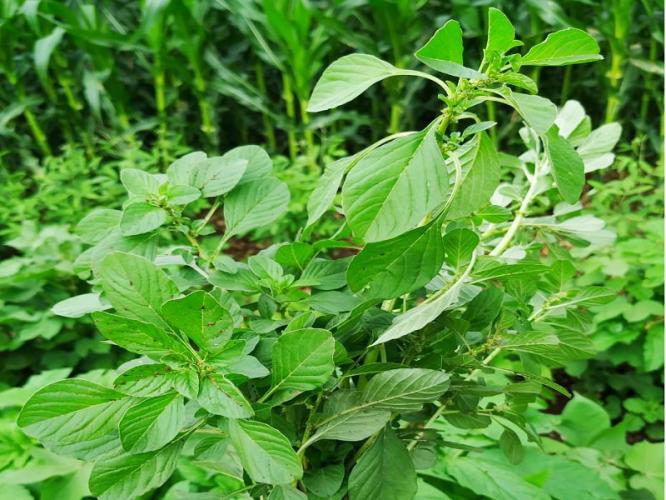 पावसाळ्यात रानभाज्यांची चंगळ! ६ रानभाज्या खा, हिरवागार पौष्टिक पारंपरिक ठेवा सुधारतो तब्येत पावसाळ्यात रानभाज्यांची चंगळ! ६ रानभाज्या खा, हिरवागार पौष्टिक पारंपरिक ठेवा सुधारतो तब्येत