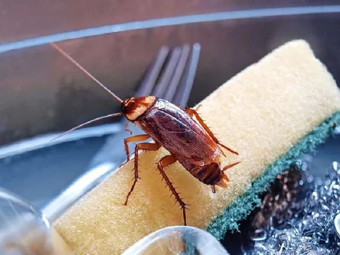 how to get rid of cockroaches: जुन्या ट्रिक सोडा! ४ सोपे उपाय-घरभर फिरणारी झुरळं जातील कायमची पळून- कानाकोपऱ्यातही दिसणार नाहीत how to get rid of cockroaches: जुन्या ट्रिक सोडा! ४ सोपे उपाय-घरभर फिरणारी झुरळं जातील कायमची पळून- कानाकोपऱ्यातही दिसणार नाहीत