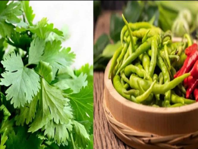 कोथिंबीरी लवकर सडते, मिरची काळी पडते? 'या' पद्धतीने ठेवली तर आठवडाभर फ्रीजशिवायही राहिल हिरवीगार कोथिंबीरी लवकर सडते, मिरची काळी पडते? 'या' पद्धतीने ठेवली तर आठवडाभर फ्रीजशिवायही राहिल हिरवीगार