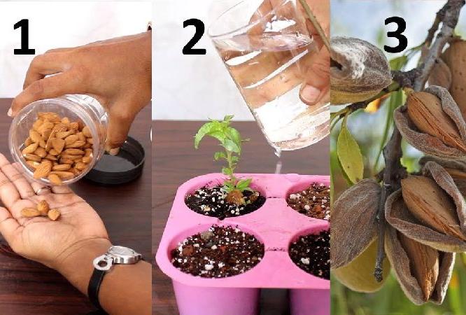 बदामाचं रोप तयार करुन बागेत लावण्याची पाहा सोपी पद्धत, झाड वाढेल जाेमानं आणि फळंही येतील सुंदर... बदामाचं रोप तयार करुन बागेत लावण्याची पाहा सोपी पद्धत, झाड वाढेल जाेमानं आणि फळंही येतील सुंदर...