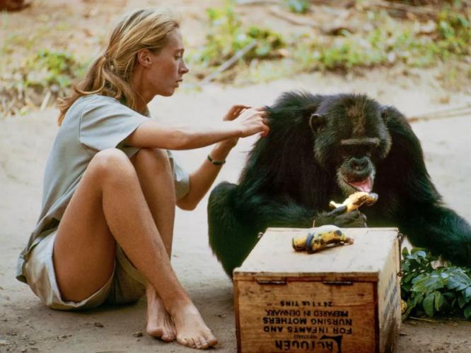 Dr. Jane Goodall : चिंपाझींवर संशोधन करणारी लोकविलक्षण संशोधक, नव्वदीत घेतला जगाचा निरोप