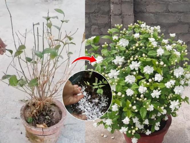 कचऱ्यात फेकले जाणारे ५ पदार्थ मोगऱ्याच्या रोपासाठी वरदान! फुलांचा येईल बहर - घरभर दरवळेल सुगंध...