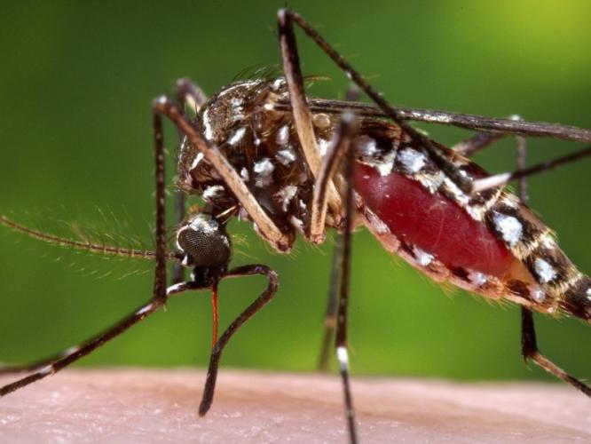 मुलं बाहेर खेळतात तेव्हा त्यांना खूप डास चावतात? ५ टिप्स, डास चावू नयेत म्हणून उपाय मुलं बाहेर खेळतात तेव्हा त्यांना खूप डास चावतात? ५ टिप्स, डास चावू नयेत म्हणून उपाय