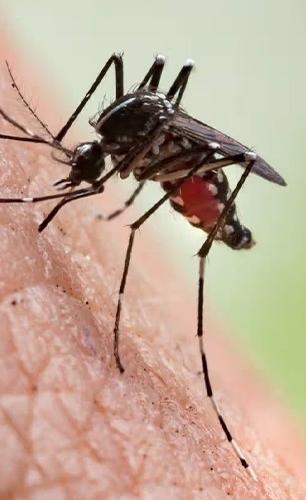 पावसाळ्यात डास वाढण्याआधीच घरात लावा ५ रोपं! डास तुमच्या घराकडे फिरकणारच नाहीत पावसाळ्यात डास वाढण्याआधीच घरात लावा ५ रोपं! डास तुमच्या घराकडे फिरकणारच नाहीत