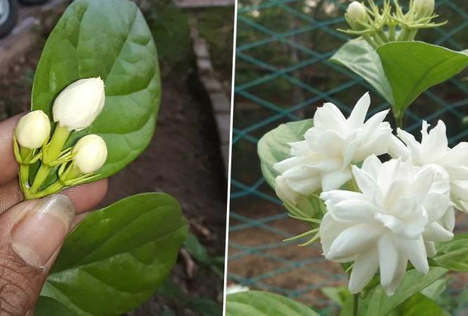 बदलत्या ऋतुमुळे मोगऱ्याला बहर नाही? २ रुपयांची वस्तू देते कुंडीतल्या रोपाला ताकद-मोगरा बहरेल फुलांनी