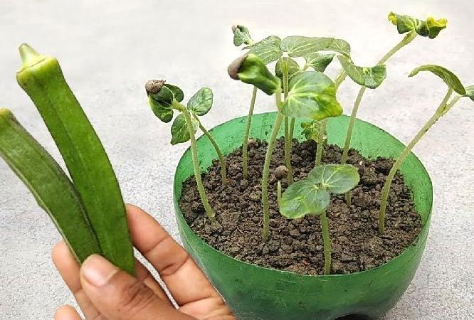 छोट्याशा कुंडीतही येईल भरपूर भेंडी, कमीतकमी जागेत कसे वाढवायचे भेंडीचे रोप- पाहा सोपी पद्धत छोट्याशा कुंडीतही येईल भरपूर भेंडी, कमीतकमी जागेत कसे वाढवायचे भेंडीचे रोप- पाहा सोपी पद्धत