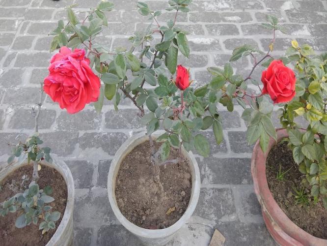 गुलाबाची पानं पिवळी होतात-फुलंच येत नाही? १ खास ट्रिक, लालबुंद गुलाबांनी बहरेल रोप गुलाबाची पानं पिवळी होतात-फुलंच येत नाही? १ खास ट्रिक, लालबुंद गुलाबांनी बहरेल रोप