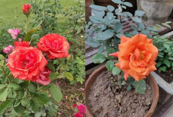 गुलाबाच्या रोपाला कळ्या लागतात पण उमलत नाही, गळून जातात? ४ टिप्स- गुलाबाच्या फुलांनी वाकेल झाड गुलाबाच्या रोपाला कळ्या लागतात पण उमलत नाही, गळून जातात? ४ टिप्स- गुलाबाच्या फुलांनी वाकेल झाड