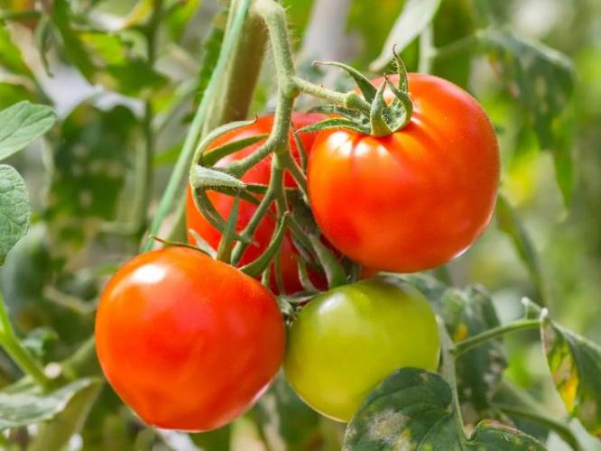 टोमॅटो काळे पडतात- लवकर सडतात? ५ टिप्स- फ्रीजशिवाय टोमॅटो राहातील खूप दिवस फ्रेश