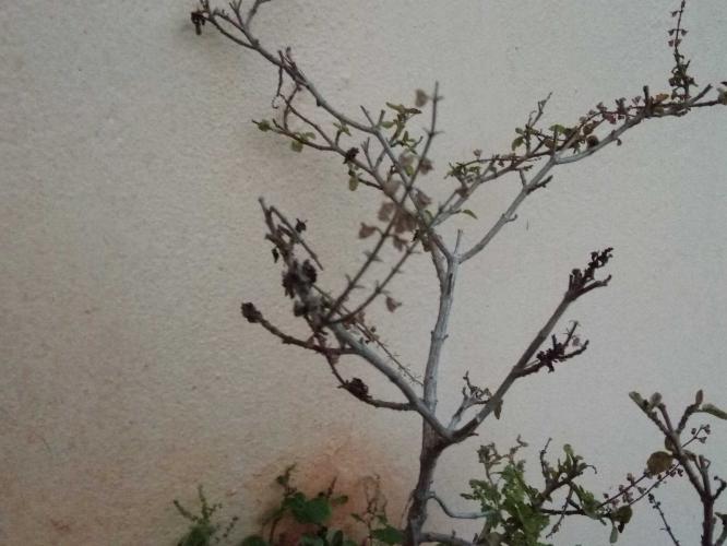 हिवाळ्यात तुळस हिरवीगार ठेवण्यासाठी ५ उपाय- भराभर वाढून तुळस होईल डेरेदार... हिवाळ्यात तुळस हिरवीगार ठेवण्यासाठी ५ उपाय- भराभर वाढून तुळस होईल डेरेदार...