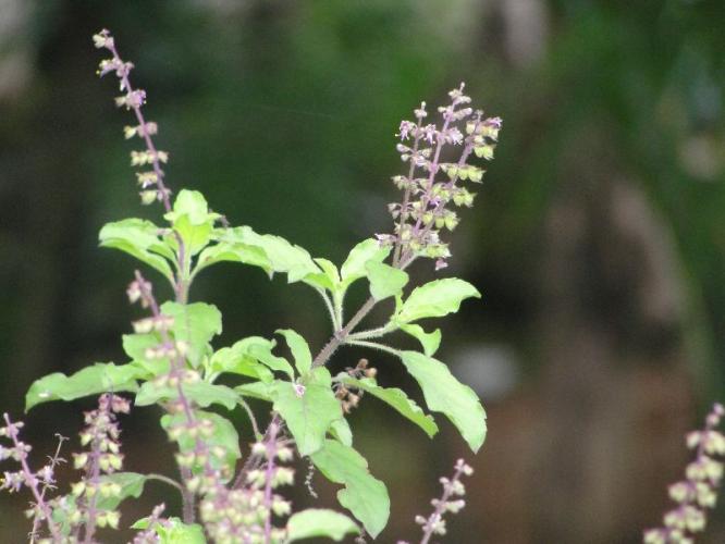 तुळशीच्या मंजिरी काढण्याची योग्य पद्धत कोणती? रोप बहरण्यासाठी खास ट्रिक्स- तुळस वाढेल भराभर तुळशीच्या मंजिरी काढण्याची योग्य पद्धत कोणती? रोप बहरण्यासाठी खास ट्रिक्स- तुळस वाढेल भराभर