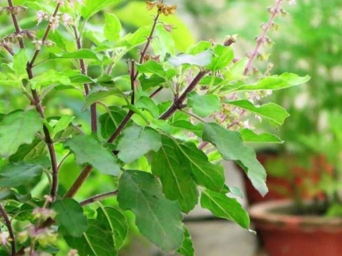 तुळस लगेच सुकते-नुसत्या काड्याच काड्या? ५ ट्रिक्स; कायम बहरलेली राहील तुळस तुळस लगेच सुकते-नुसत्या काड्याच काड्या? ५ ट्रिक्स; कायम बहरलेली राहील तुळस