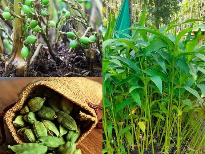 थंडीत घरीच वाढवा मस्त वेलचीचं रोप; छोट्या कुंडीत 'असं' रोप लावा; टोपलीभर वेलच्या येतील