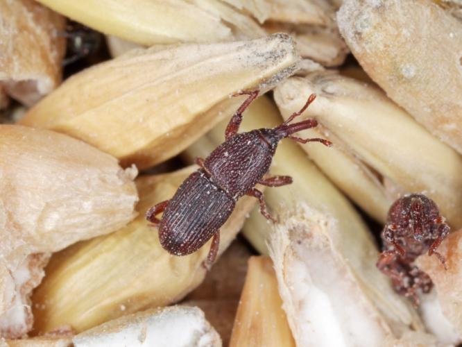 Fact Check : गव्हात पोरकिडे झाले? १ रुपयांचा शॅम्पू वापरा, धान्य चांगले ठेवण्याचा हा उपाय चांगला की... Fact Check : गव्हात पोरकिडे झाले? १ रुपयांचा शॅम्पू वापरा, धान्य चांगले ठेवण्याचा हा उपाय चांगला की...