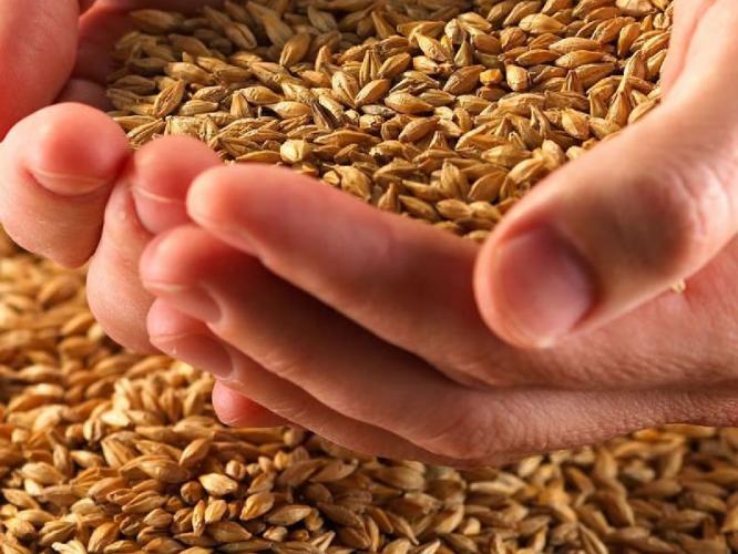 गावाकडून पोतंभर गहू आणले, पण कीड लागली तर? ७ टिप्स- वर्षभर गव्हाला लागणार नाही कीड... गावाकडून पोतंभर गहू आणले, पण कीड लागली तर? ७ टिप्स- वर्षभर गव्हाला लागणार नाही कीड...