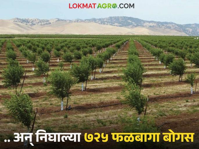 Investigation into fake crop insurance case begins; 725 bogus orchards exposed so far | बनावट पीकविमा प्रकरणी तपासणी सुरू; आतापर्यंत ७२५ ठिकाणच्या बोगस फळबागा उघडकीस Investigation into fake crop insurance case begins; 725 bogus orchards exposed so far | बनावट पीकविमा प्रकरणी तपासणी सुरू; आतापर्यंत ७२५ ठिकाणच्या बोगस फळबागा उघडकीस