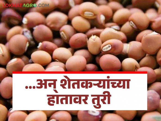 Tur Market Rate: Farmers' hands on Tur at the beginning of the season; Price reduced for two weeks | Tur Market Rate : हंगामाच्या तोंडावर शेतकऱ्यांच्या हातावर तुरी; दोन आठवडे दरात कमी Tur Market Rate: Farmers' hands on Tur at the beginning of the season; Price reduced for two weeks | Tur Market Rate : हंगामाच्या तोंडावर शेतकऱ्यांच्या हातावर तुरी; दोन आठवडे दरात कमी