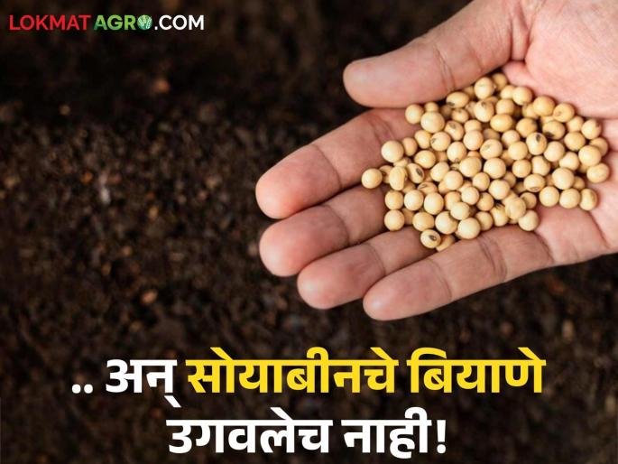 Soybean seeds of a renowned company did not grow at all in this taluka of the state; Farmers were caught with bogus seeds | राज्याच्या 'या' तालुक्यात चक्क नामांकित कंपनीचे सोयाबीन बियाणे उगवलेच नाही; शेतकऱ्यांना बसला बोगस बियाण्यांचा फास Soybean seeds of a renowned company did not grow at all in this taluka of the state; Farmers were caught with bogus seeds | राज्याच्या 'या' तालुक्यात चक्क नामांकित कंपनीचे सोयाबीन बियाणे उगवलेच नाही; शेतकऱ्यांना बसला बोगस बियाण्यांचा फास