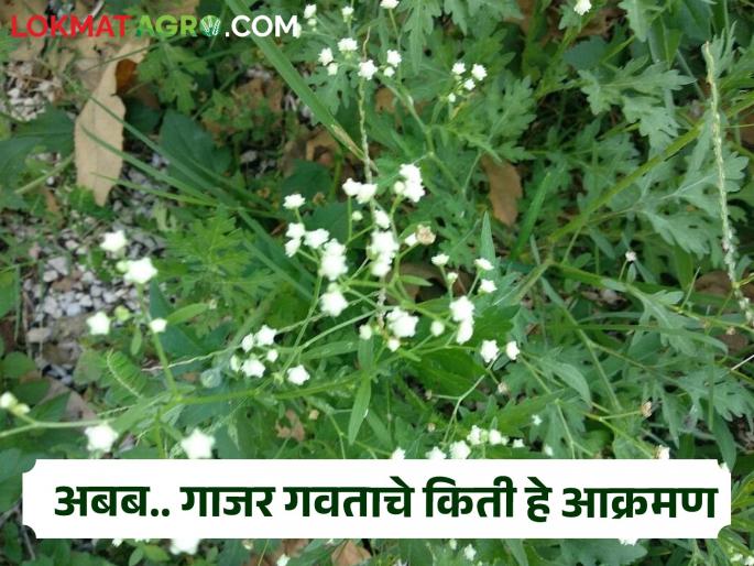 Parthenium grass invaded 50 lakh hectares across the country; Decline in agricultural production has far-reaching effects on human health | देशभरात ५० लाख हेक्टरवर गाजर गवताने केले आक्रमण; शेती उत्पादनात घट तर मानवी आरोग्यावर दूरगामी परिणाम Parthenium grass invaded 50 lakh hectares across the country; Decline in agricultural production has far-reaching effects on human health | देशभरात ५० लाख हेक्टरवर गाजर गवताने केले आक्रमण; शेती उत्पादनात घट तर मानवी आरोग्यावर दूरगामी परिणाम