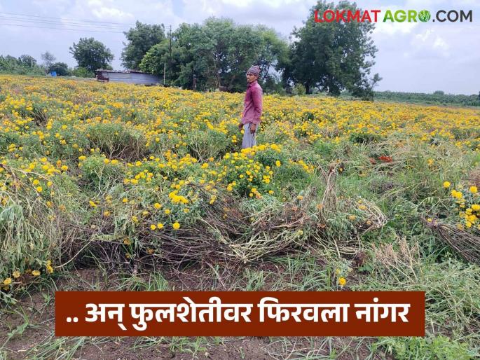 Even the cost of harvesting was not covered; Farmer ploughed a two-acre flower farm | तोडणीचा खर्चही निघेना; दोन एकरातील फुलशेतीवर शेतकऱ्याने फिरवला नांगर Even the cost of harvesting was not covered; Farmer ploughed a two-acre flower farm | तोडणीचा खर्चही निघेना; दोन एकरातील फुलशेतीवर शेतकऱ्याने फिरवला नांगर