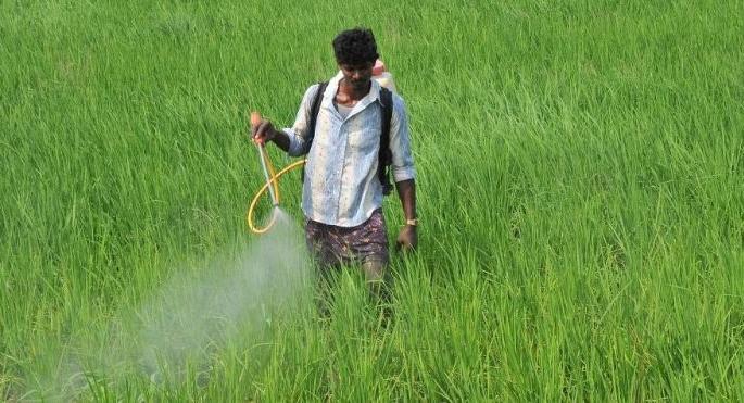 36 farmers poisoned by spraying pesticides in Yavatmal district | यवतमाळ जिल्ह्यात फवारणीतून ३६ शेतकऱ्यांना विषबाधा
