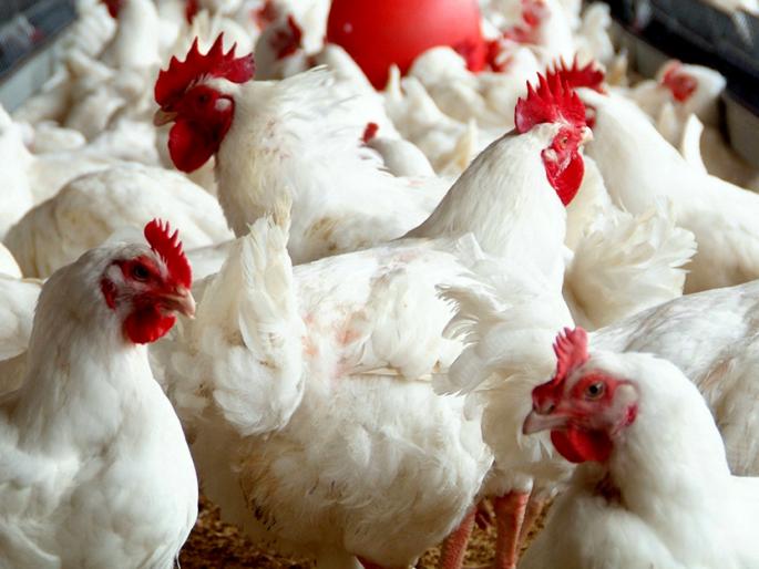 Poultry business hazards due to hot weather | उष्ण हवामानामुळे पोल्ट्री व्यवसाय धोक्यात  Poultry business hazards due to hot weather | उष्ण हवामानामुळे पोल्ट्री व्यवसाय धोक्यात