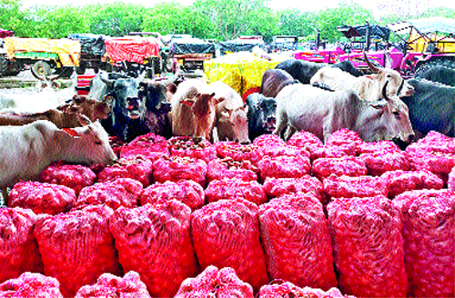 Taste of the cattle on the onion | कांद्यावर मोकाट गुरांचा ताव Taste of the cattle on the onion | कांद्यावर मोकाट गुरांचा ताव