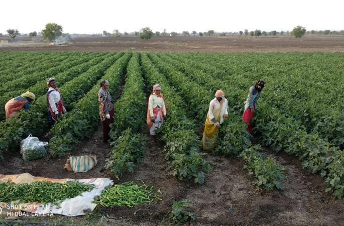 Anxiety among farmers due to untimely rains in Gondia district | गोंदिया जिल्ह्यात अवकाळी पावसाने शेतकऱ्यांमध्ये चिंतेचे वातावरण Anxiety among farmers due to untimely rains in Gondia district | गोंदिया जिल्ह्यात अवकाळी पावसाने शेतकऱ्यांमध्ये चिंतेचे वातावरण