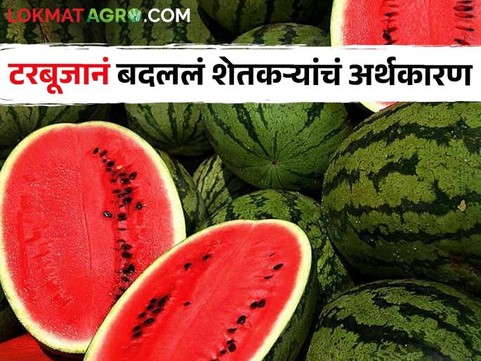Income of crores from 800 acres of watermelon cultivation, the economy of farmers has changed with watermelon | आठशे एकर टरबूज लागवडीतून कोट्यवधींचे उत्पन्न, टरबूजाने बदलले शेतकऱ्यांचे अर्थकारण