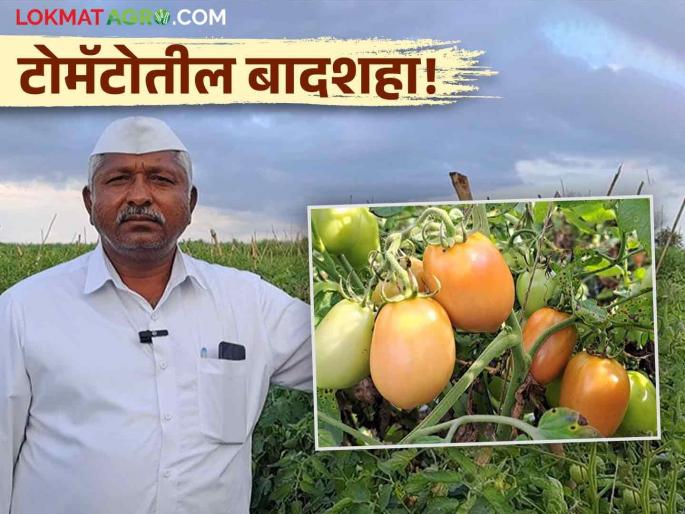 Tomato Success Story 30 years experience in tomato gopal gawari How to create an ideal tomato plot in Junnar taluka? | Tomato Success Story : टोमॅटोमध्ये ३० वर्षांचा अनुभव; जुन्नर तालुक्यातील टोमॅटोचा आदर्श प्लॉट कसा तयार केला?