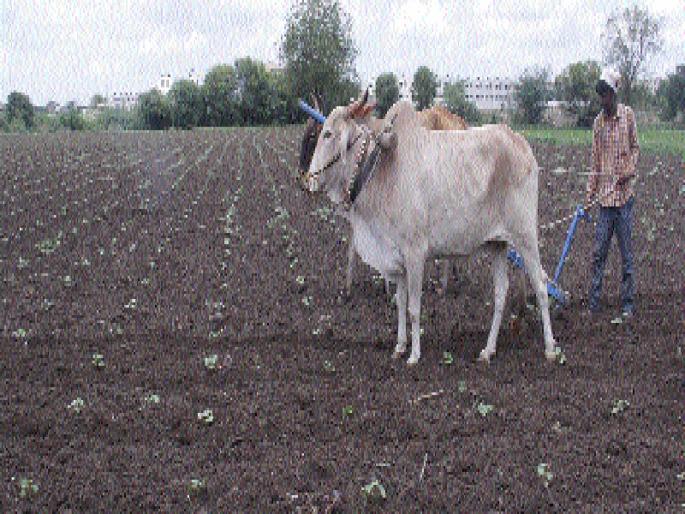 Insurance covered on an area of 1 lakh 3 thousand hectares | ७ लाख २१ हजार हेक्टर क्षेत्रावर उतरविला विमा Insurance covered on an area of 1 lakh 3 thousand hectares | ७ लाख २१ हजार हेक्टर क्षेत्रावर उतरविला विमा