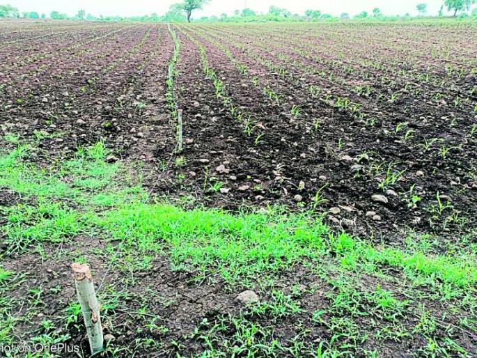 Relief from torrential rains, speeding up stunted sowing | अमरावती जिल्ह्यात दमदार पावसाने दिलासा, थबकलेल्या पेरण्यांना गती Relief from torrential rains, speeding up stunted sowing | अमरावती जिल्ह्यात दमदार पावसाने दिलासा, थबकलेल्या पेरण्यांना गती