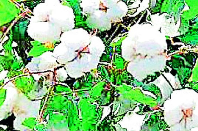 White gold glitters for the first time | पांढऱ्या सोन्याला पहिल्यांदा झळाळी