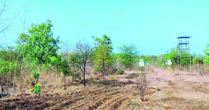 Thieves attack sandalwood park | पक्ष्यांनी फुलविलेल्या चंदन पार्कला चोरट्यांची बाधा Thieves attack sandalwood park | पक्ष्यांनी फुलविलेल्या चंदन पार्कला चोरट्यांची बाधा