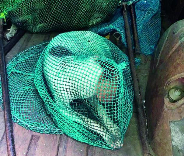 Two doctors were bitten by dogs in Nagpur Medical College | नागपूर वैद्यकीय महाविद्यालयात कुत्र्यांचा सुळसुळाट; दोन डॉक्टरांना चावे Two doctors were bitten by dogs in Nagpur Medical College | नागपूर वैद्यकीय महाविद्यालयात कुत्र्यांचा सुळसुळाट; दोन डॉक्टरांना चावे