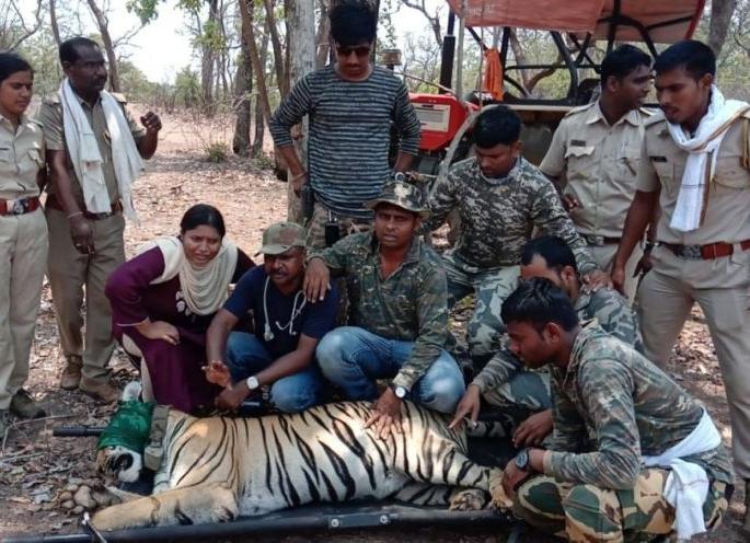 The E-tigress finally seized in Chandrapur district | नागरिकांना दहशतीत ठेवणारी ई-१ वाघीण अखेर जेरबंद The E-tigress finally seized in Chandrapur district | नागरिकांना दहशतीत ठेवणारी ई-१ वाघीण अखेर जेरबंद