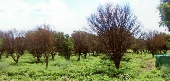 Crops burnt in 14,000 hectares in the state | राज्यातील १४ हजार हेक्टरवरील फळबागा होरपळल्या