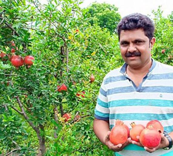 Production of poison-free pomegranates, like European norms in Amravati district | अमरावती जिल्ह्यात युरोपीय निकषांप्रमाणे विषमुक्त डाळिंबाचे उत्पादन Production of poison-free pomegranates, like European norms in Amravati district | अमरावती जिल्ह्यात युरोपीय निकषांप्रमाणे विषमुक्त डाळिंबाचे उत्पादन