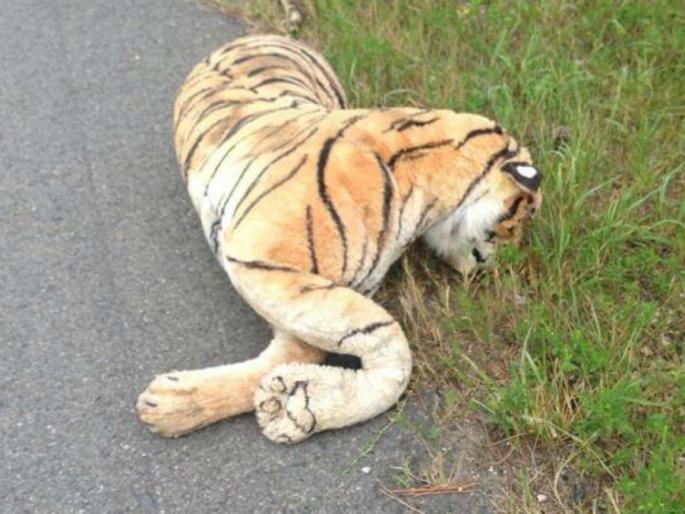 15 tigers death in Vidarbha in 8 months; There is no action | ८ महिन्यांत विदर्भात १५ वाघांचा मृत्यू; कारवाई कुणावरच नाही 15 tigers death in Vidarbha in 8 months; There is no action | ८ महिन्यांत विदर्भात १५ वाघांचा मृत्यू; कारवाई कुणावरच नाही