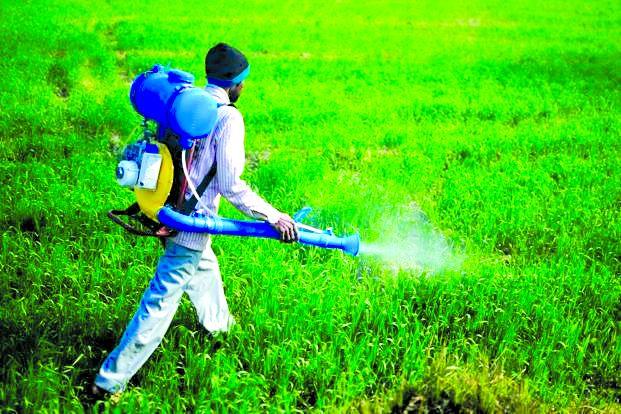 High Court order to pay compensation to farmers | कीटकनाशक बाधितांना भरपाई देण्याचा उच्च न्यायालयाचा आदेश High Court order to pay compensation to farmers | कीटकनाशक बाधितांना भरपाई देण्याचा उच्च न्यायालयाचा आदेश